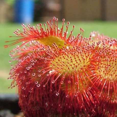 Drosera aliciae - Carnivorous Sundew - 10+ Seed Pack - Endemic Ethnobotanical Houseplant - New