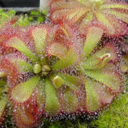 Drosera aliciae - Carnivorous Sundew - 10+ Seed Pack - Endemic Ethnobotanical Houseplant - New