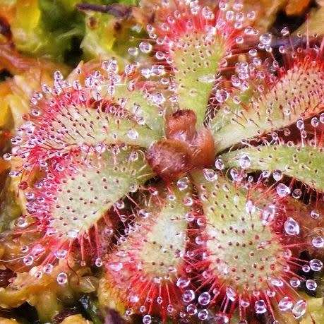 Drosera aliciae - Carnivorous Sundew - 10+ Seed Pack - Endemic Ethnobotanical Houseplant - New