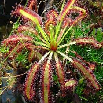 Drosera capensis - Carnivorous Sundew Seeds - Endemic Ethnobotanical Houseplant - New