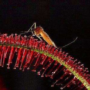 Drosera capensis - Carnivorous Sundew Seeds - Endemic Ethnobotanical Houseplant - New