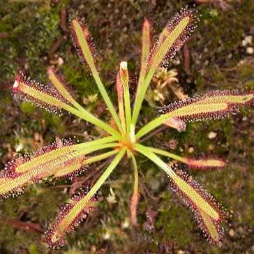Drosera capensis - Carnivorous Sundew Seeds - Endemic Ethnobotanical Houseplant - New