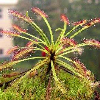 Drosera capensis - Carnivorous Sundew Seeds - Endemic Ethnobotanical Houseplant - New