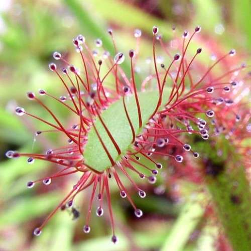 Drosera capensis - Carnivorous Sundew Seeds - Endemic Ethnobotanical Houseplant - New