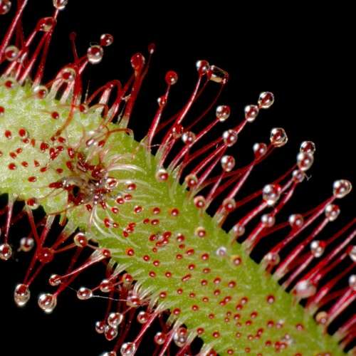 Drosera capensis - Carnivorous Sundew Seeds - Endemic Ethnobotanical Houseplant - New