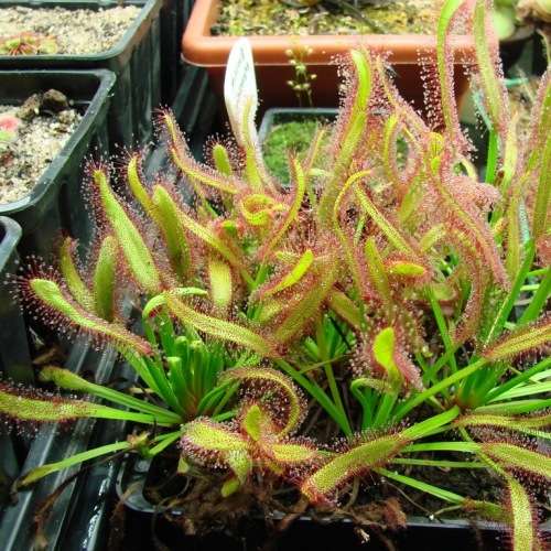 Drosera capensis - Carnivorous Sundew Seeds - Endemic Ethnobotanical Houseplant - New