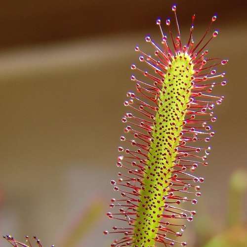Drosera capensis - Carnivorous Sundew Seeds - Endemic Ethnobotanical Houseplant - New