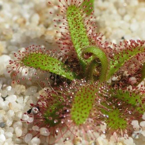 Drosera cistiflora Pink Flower - Carnivorous Sundew Seeds - Indigenous Houseplant - New