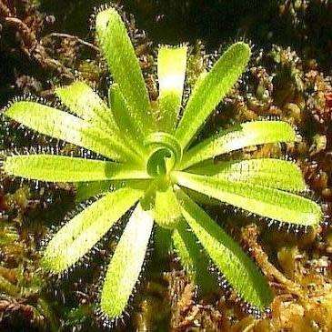 Drosera cistiflora Pink Flower - Carnivorous Sundew Seeds - Indigenous Houseplant - New
