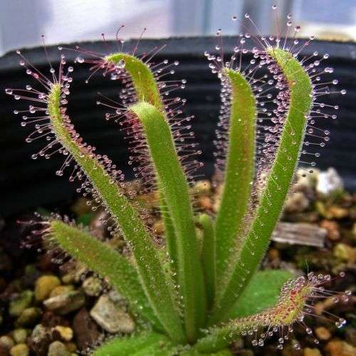 Drosera cistiflora Pink Flower - Carnivorous Sundew Seeds - Indigenous Houseplant - New