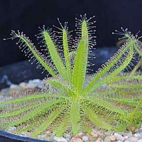 Drosera cistiflora Pink Flower - Carnivorous Sundew Seeds - Indigenous Houseplant - New
