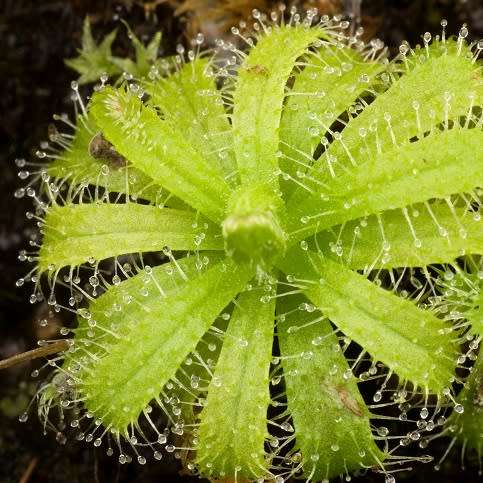 Drosera cistiflora Pink Flower - Carnivorous Sundew Seeds - Indigenous Houseplant - New