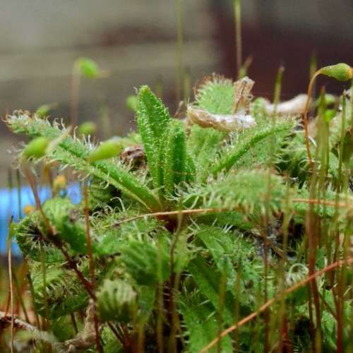 Drosera cistiflora Pink Flower - Carnivorous Sundew Seeds - Indigenous Houseplant - New