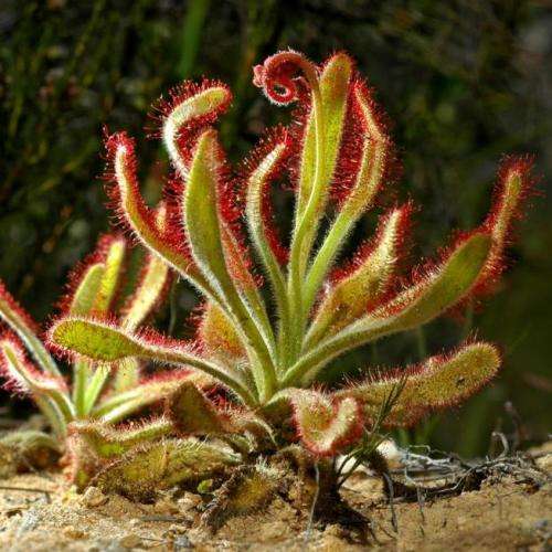 Drosera hilaris - Carnivorous Sundew Seeds - Endemic Ethnobotanical Houseplant - New