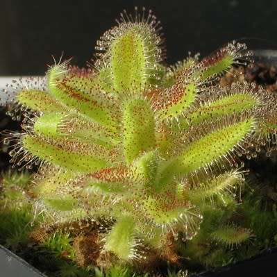 Drosera hilaris - Carnivorous Sundew Seeds - Endemic Ethnobotanical Houseplant - New