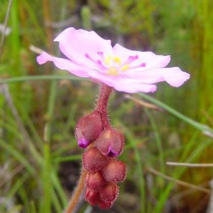 Drosera hilaris - Carnivorous Sundew Seeds - Endemic Ethnobotanical Houseplant - New