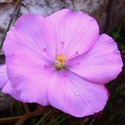 Drosera hilaris - Carnivorous Sundew Seeds - Endemic Ethnobotanical Houseplant - New