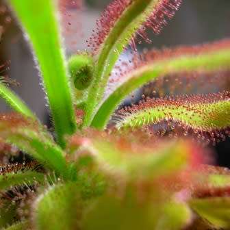 Drosera hilaris - Carnivorous Sundew Seeds - Endemic Ethnobotanical Houseplant - New