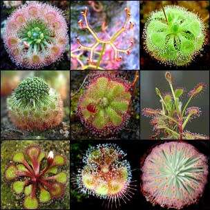 10+ Drosera Mixed Species, Carnivorous Sundew Seeds, Endemic Ethnobotanical Houseplant - Global Ship