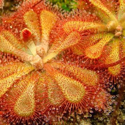 Drosera natalensis - Carnivorous Sundew - 10+ Seed Pack - Endemic Ethnobotanical Houseplant - New
