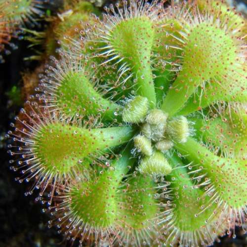 Drosera natalensis - Carnivorous Sundew - 10+ Seed Pack - Endemic Ethnobotanical Houseplant - New