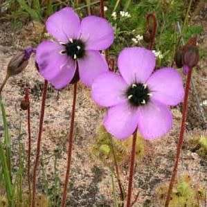 Drosera pauciflora Carnivorous Sundew Seeds - Endemic Indigenous Ethnobotanical Curiosity Houseplant