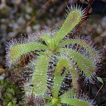 Drosera pauciflora Carnivorous Sundew Seeds - Endemic Indigenous Ethnobotanical Curiosity Houseplant