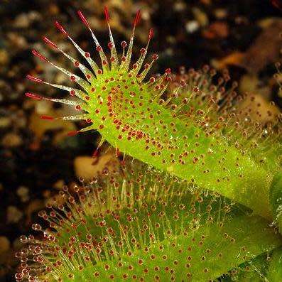 Drosera pauciflora Carnivorous Sundew Seeds - Endemic Indigenous Ethnobotanical Curiosity Houseplant