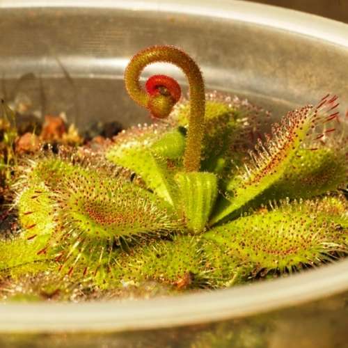 Drosera pauciflora Carnivorous Sundew Seeds - Endemic Indigenous Ethnobotanical Curiosity Houseplant