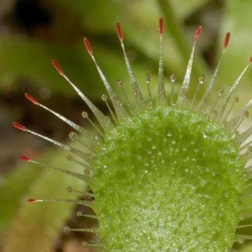 Drosera pauciflora Carnivorous Sundew Seeds - Endemic Indigenous Ethnobotanical Curiosity Houseplant