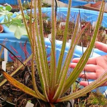 5 Drosera regia - King Sundew Seeds - Carnivorous Indigenous Endemic Ethnobotanical - Global Ship