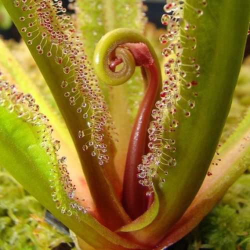 5 Drosera regia - King Sundew Seeds - Carnivorous Indigenous Endemic Ethnobotanical - Global Ship