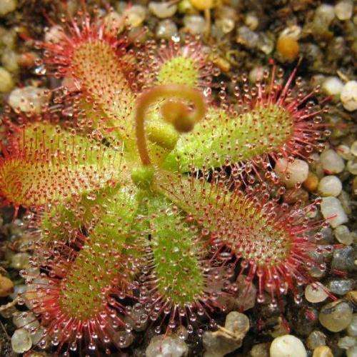 Drosera trinervia - Carnivorous Sundew Seeds - Endemic Ethnobotanical Houseplant - New