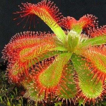 Drosera trinervia - Carnivorous Sundew Seeds - Endemic Ethnobotanical Houseplant - New