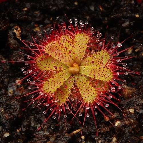 Drosera trinervia - Carnivorous Sundew Seeds - Endemic Ethnobotanical Houseplant - New