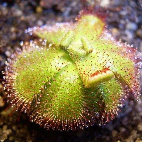 Drosera trinervia - Carnivorous Sundew Seeds - Endemic Ethnobotanical Houseplant - New