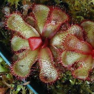 Drosera trinervia - Carnivorous Sundew Seeds - Endemic Ethnobotanical Houseplant - New