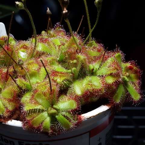 Drosera trinervia - Carnivorous Sundew Seeds - Endemic Ethnobotanical Houseplant - New