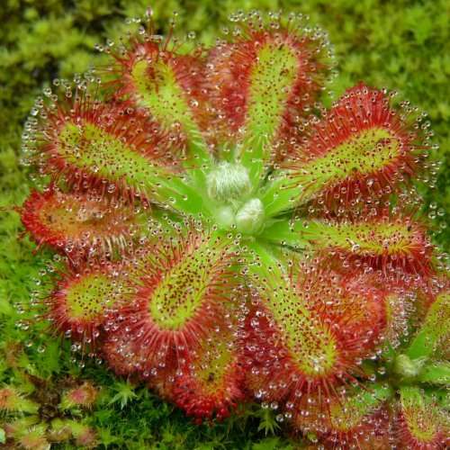 Drosera venusta - Carnivorous Sundew Seeds - Indigenous Ethnobotanical Houseplant - New