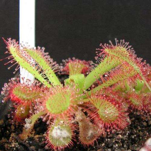 Drosera venusta - Carnivorous Sundew Seeds - Indigenous Ethnobotanical Houseplant - New