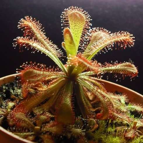Drosera venusta - Carnivorous Sundew Seeds - Indigenous Ethnobotanical Houseplant - New