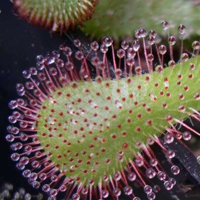 Drosera venusta - Carnivorous Sundew Seeds - Indigenous Ethnobotanical Houseplant - New