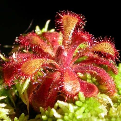Drosera venusta - Carnivorous Sundew Seeds - Indigenous Ethnobotanical Houseplant - New