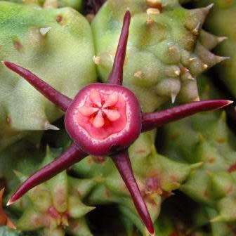 5 Duvalia caespitosa Seeds - South African Indigenous Stapeliad