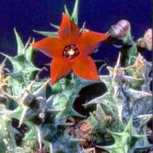 5 Duvalia caespitosa Seeds - South African Indigenous Stapeliad