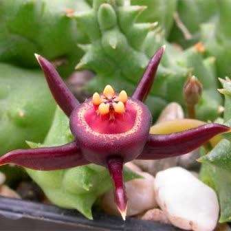 5 Duvalia caespitosa Seeds - South African Indigenous Stapeliad