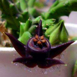 5 Duvalia caespitosa Seeds - South African Indigenous Stapeliad