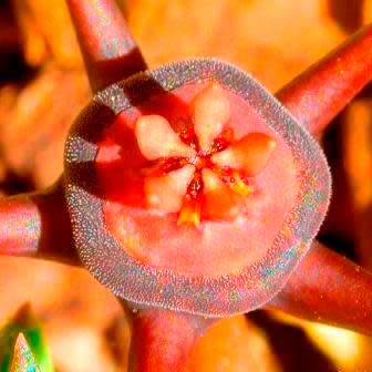 5 Duvalia caespitosa Seeds - South African Indigenous Stapeliad