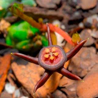 5 Duvalia caespitosa Seeds - South African Indigenous Stapeliad
