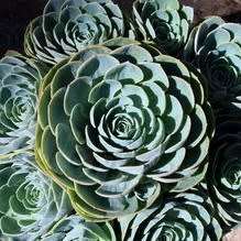 Echeveria imbricata - 20+ Seed Pack - Exotic Succulent - Insured Combined Global Shipping - NEW